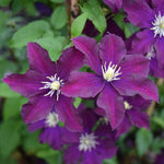Clematis Hybrid 'Warsaw Nike' X3