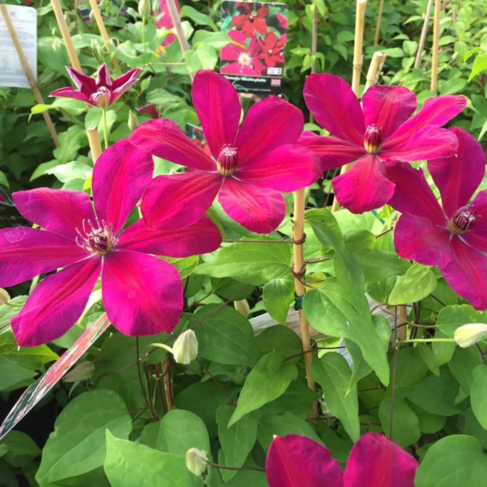 Clematis Hybrid 'Westerplatte' X3