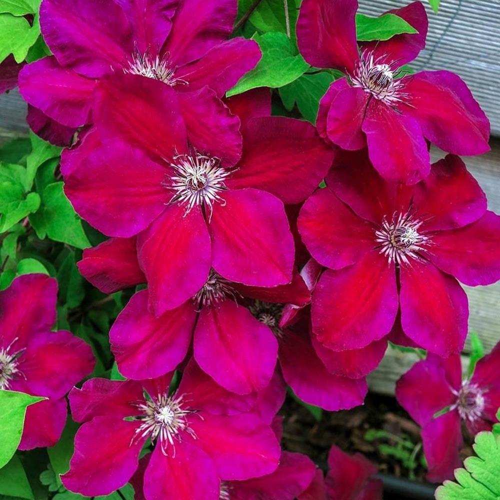 Clematis Hybrid 'Westerplatte' X3