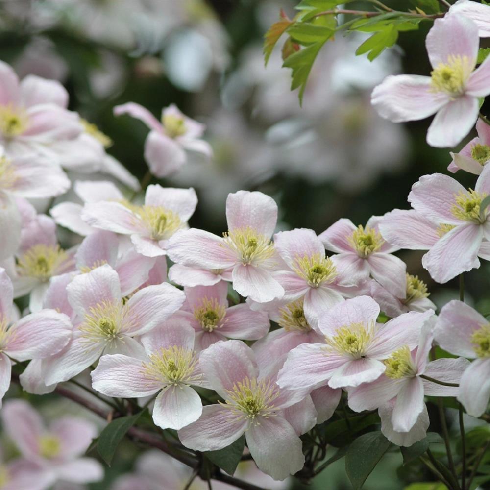 Clematis Montana Pink 'Rubens' X3