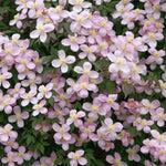 Clematis Montana Pink 'Rubens' X3