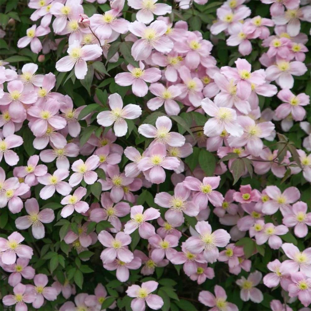 Clematis Montana Pink 'Rubens' X3