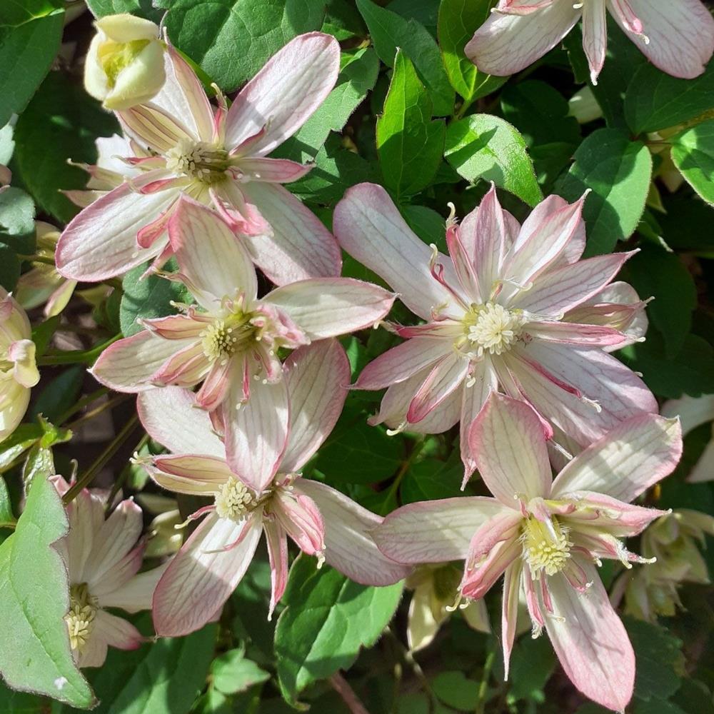 Clematis Montana 'Marjorie' X3