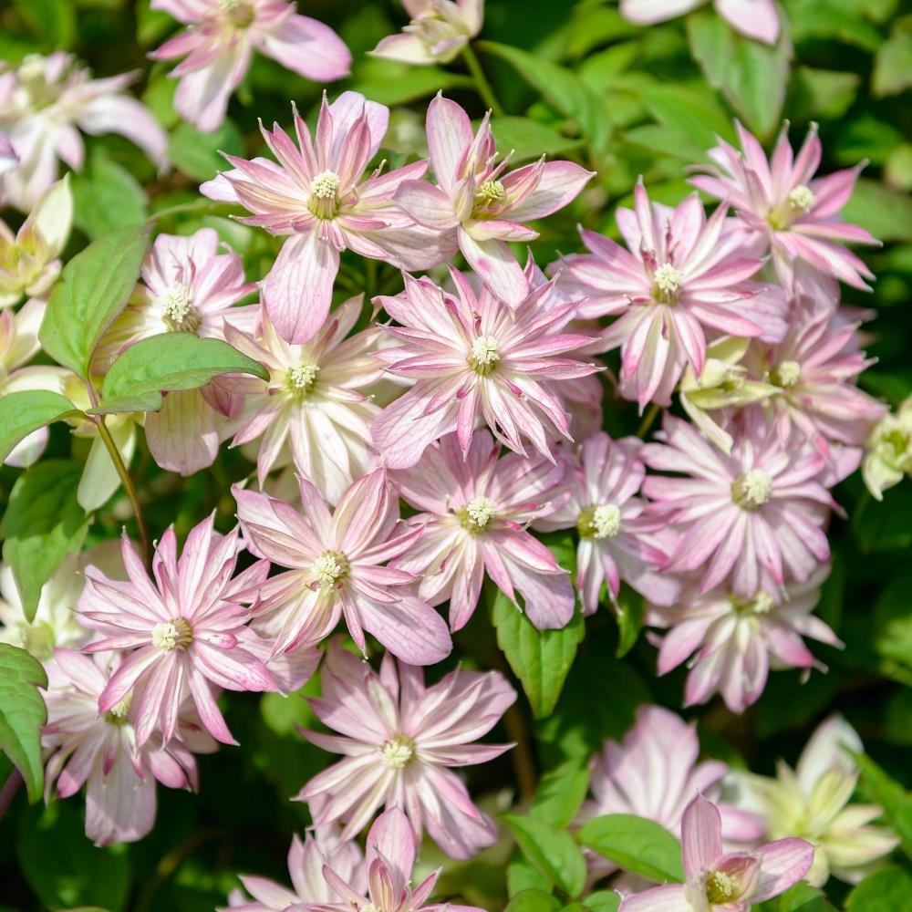 Clematis Montana 'Marjorie' X3