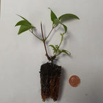 Clematis Montana 'Marjorie' X3