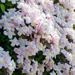 Clematis Montana Mayleen X3