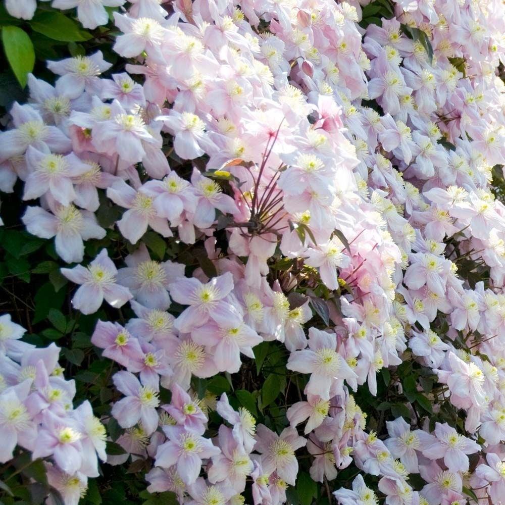 Clematis Montana Mayleen X3
