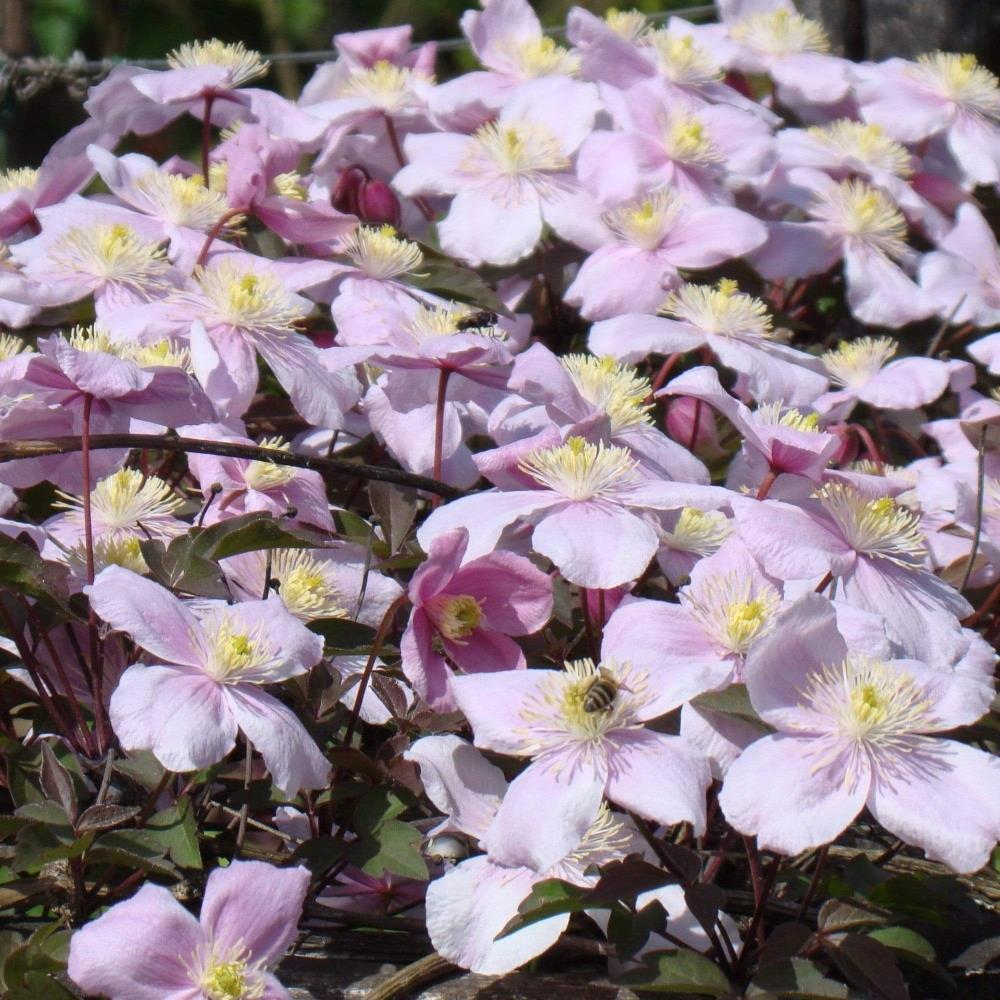 Clematis Montana Mayleen X3
