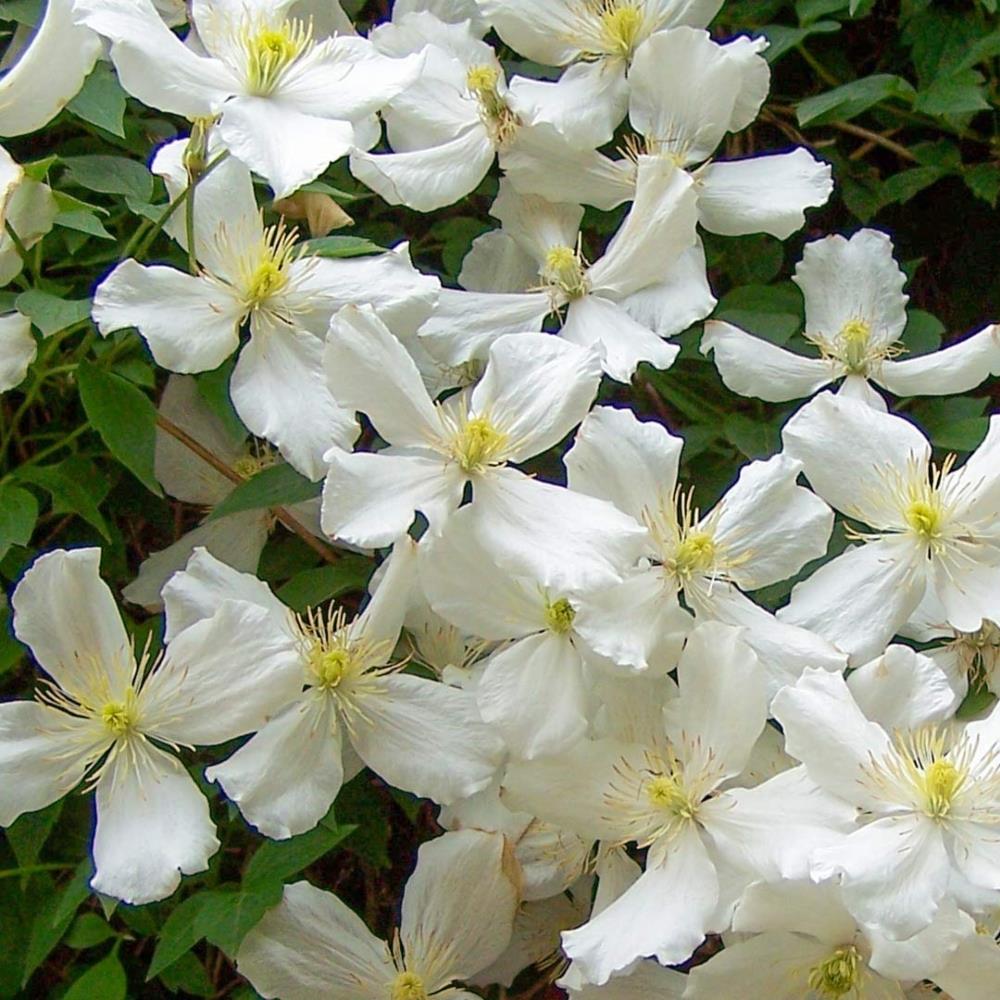 Clematis Montana White 'Grandiflora' X3