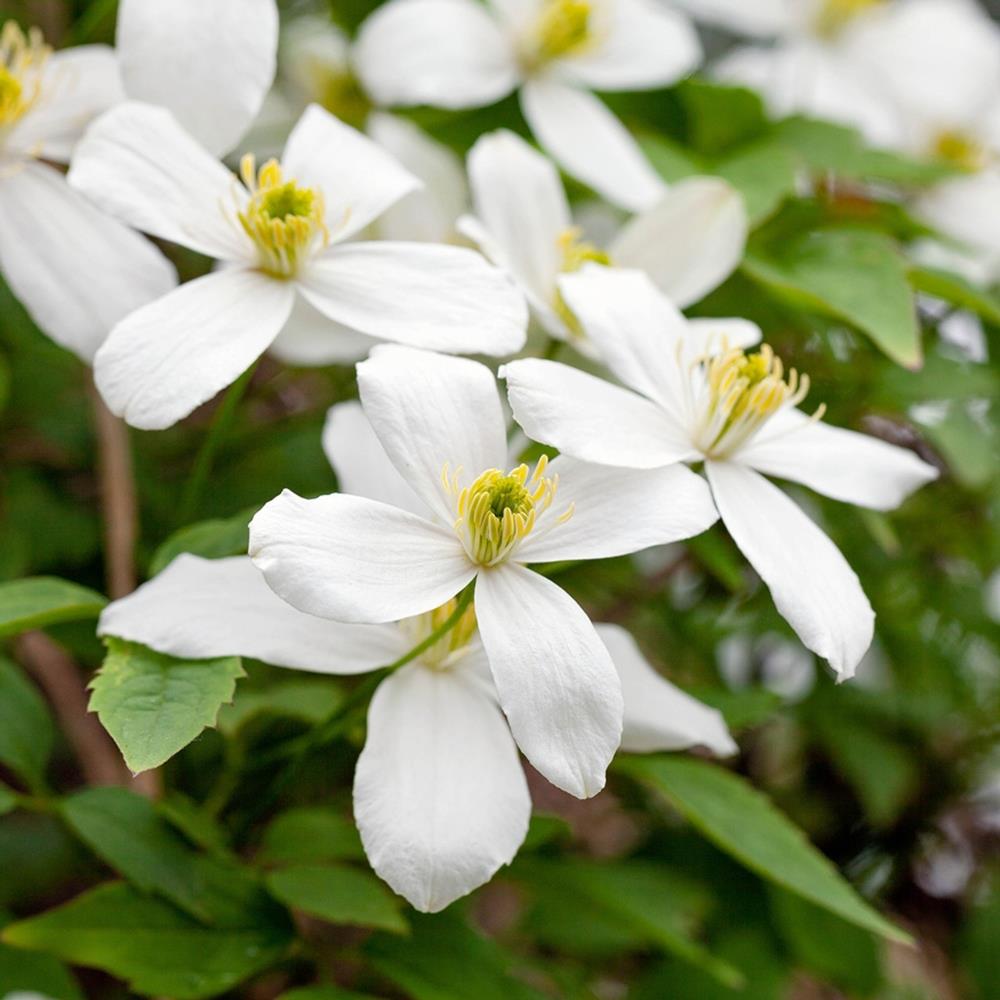 Clematis Montana White 'Grandiflora' X3