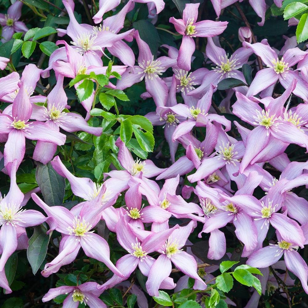 Clematis Montana 'Warwickshire Rose' X3