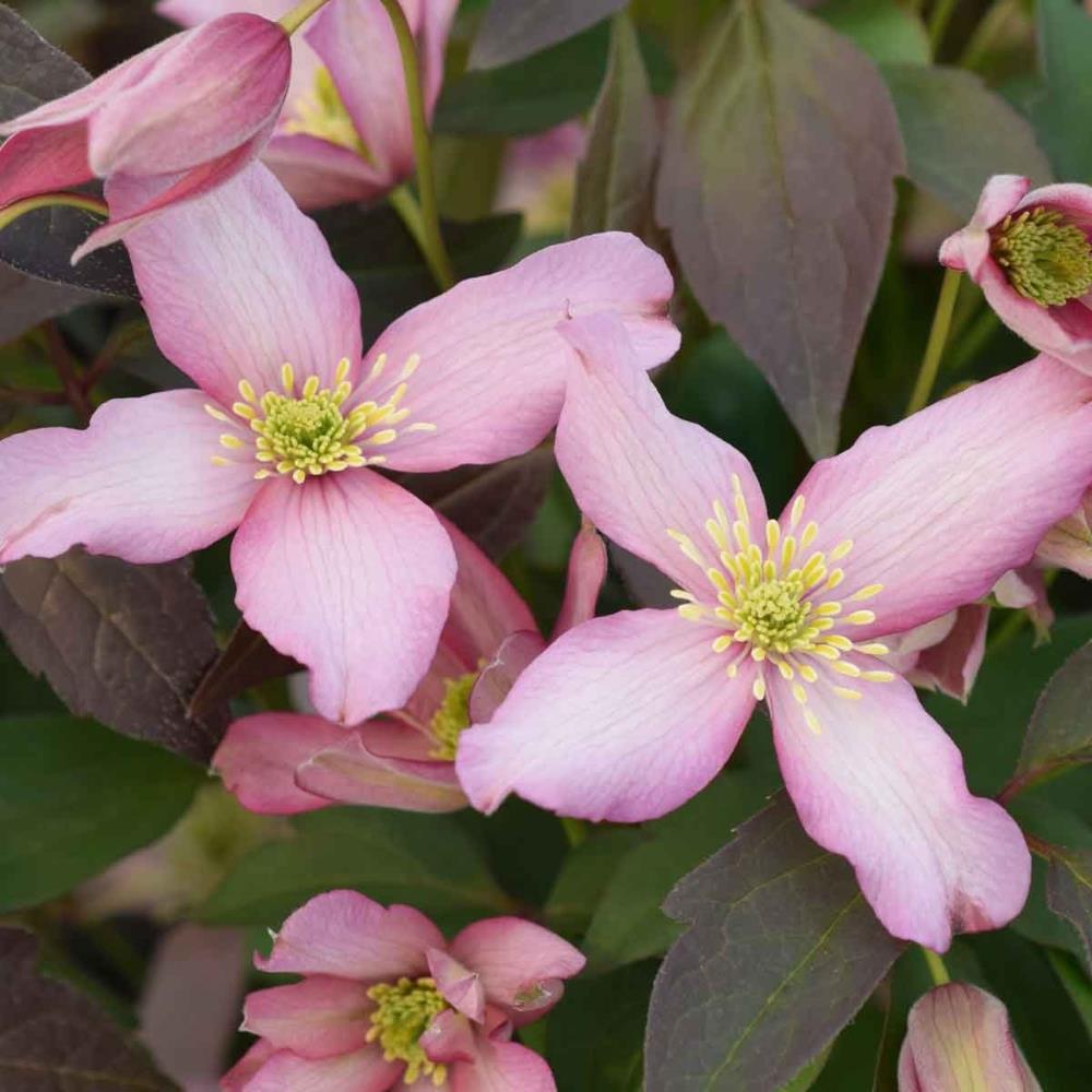 Clematis Montana 'Warwickshire Rose' X3
