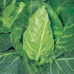 Cabbage Pointed 'Greyhound' X12
