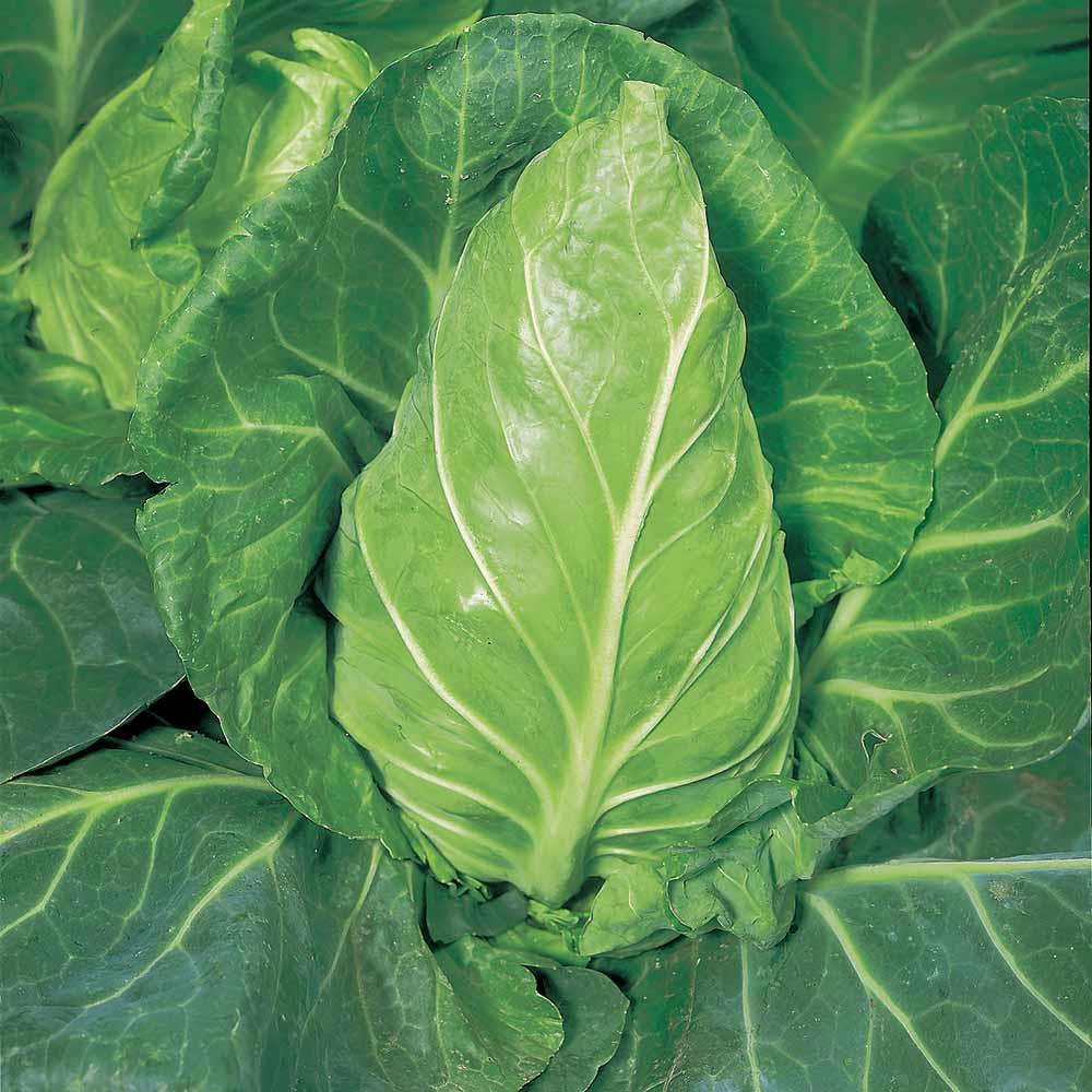 Cabbage Pointed 'Greyhound' X12