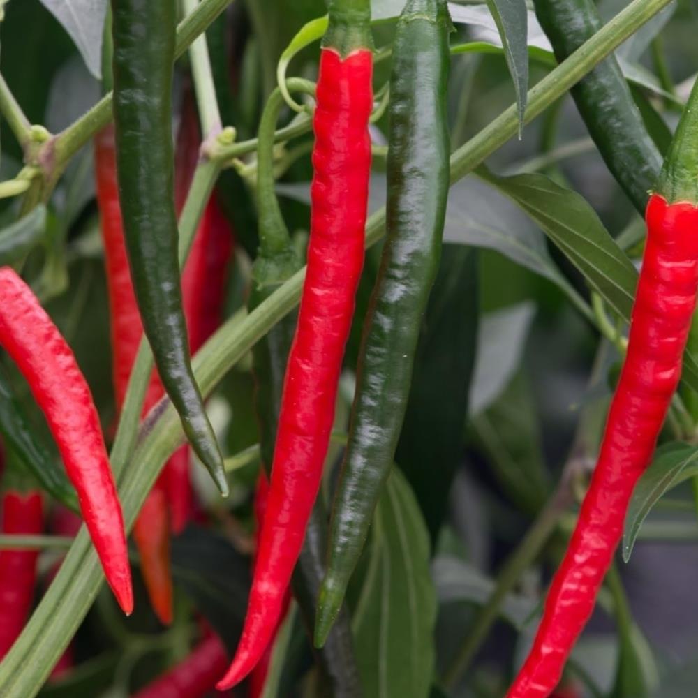 Chilli Pepper 'Chiang Rai' X3