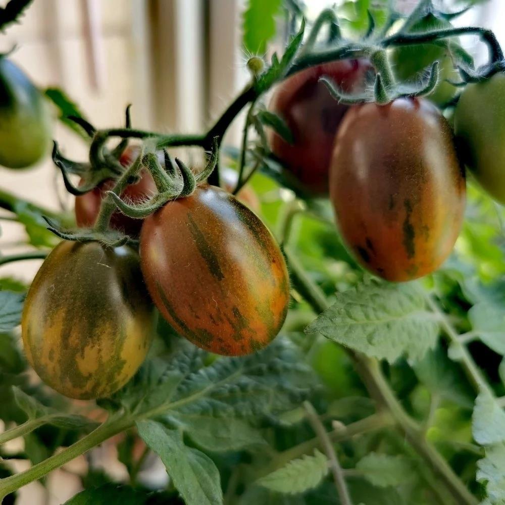 Tomato 'Tumbling Tigress' X5