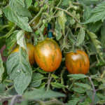 Tomato 'Tumbling Tigress' X5