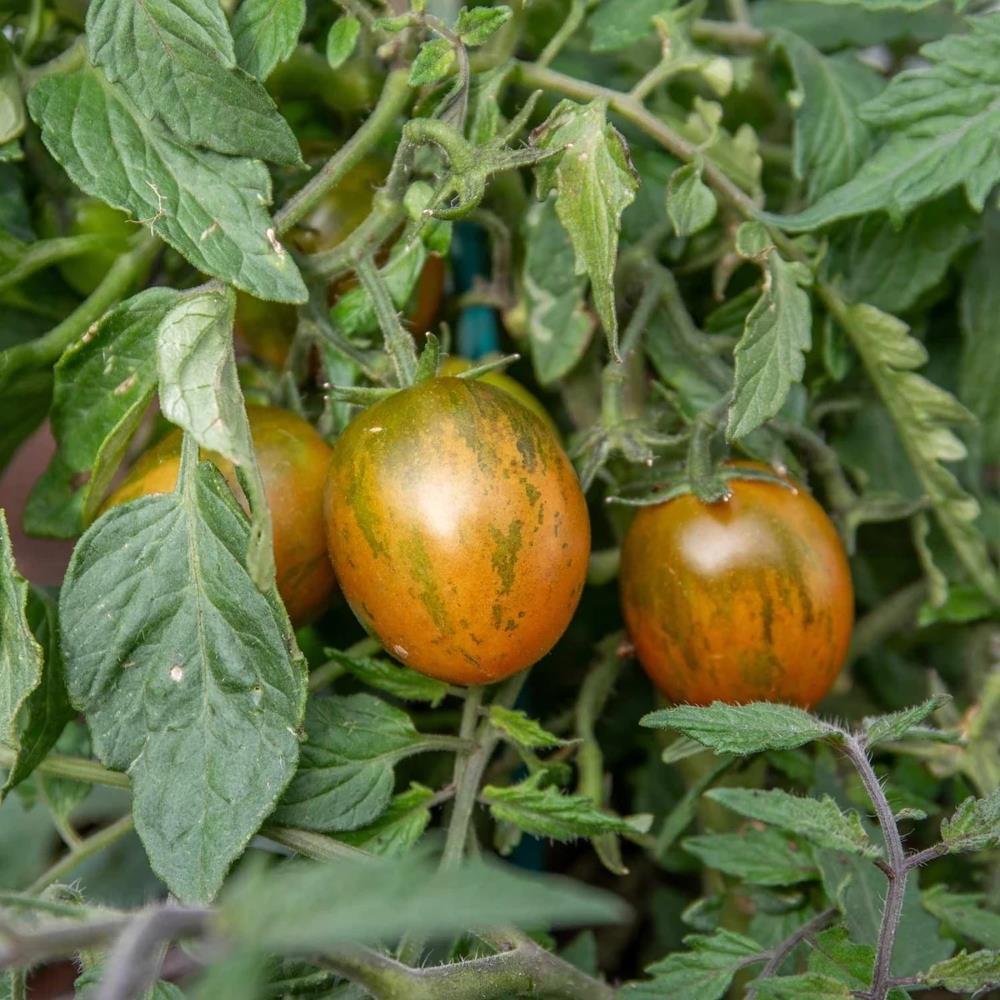 Tomato 'Tumbling Tigress' X5