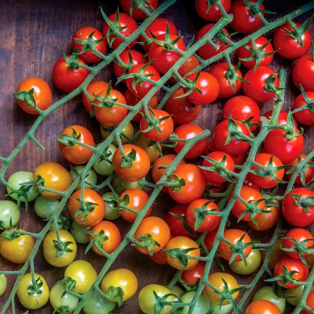 Tomato 'Cherry Baby'  X5