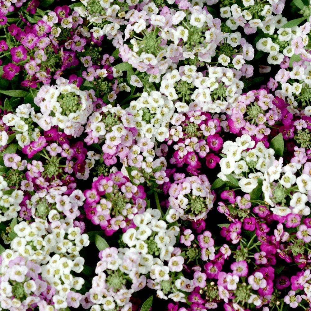 Alyssum Clear Crystal Mixed X24