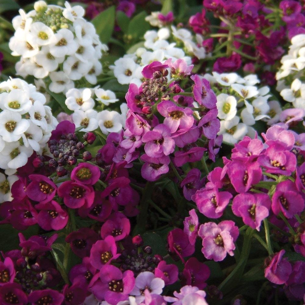 Alyssum Clear Crystal Mixed X24