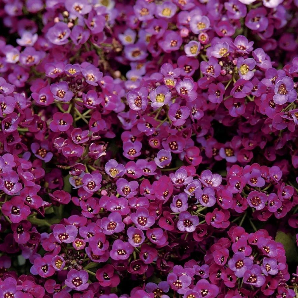 Alyssum Clear Crystal 'Purple Shades' X24