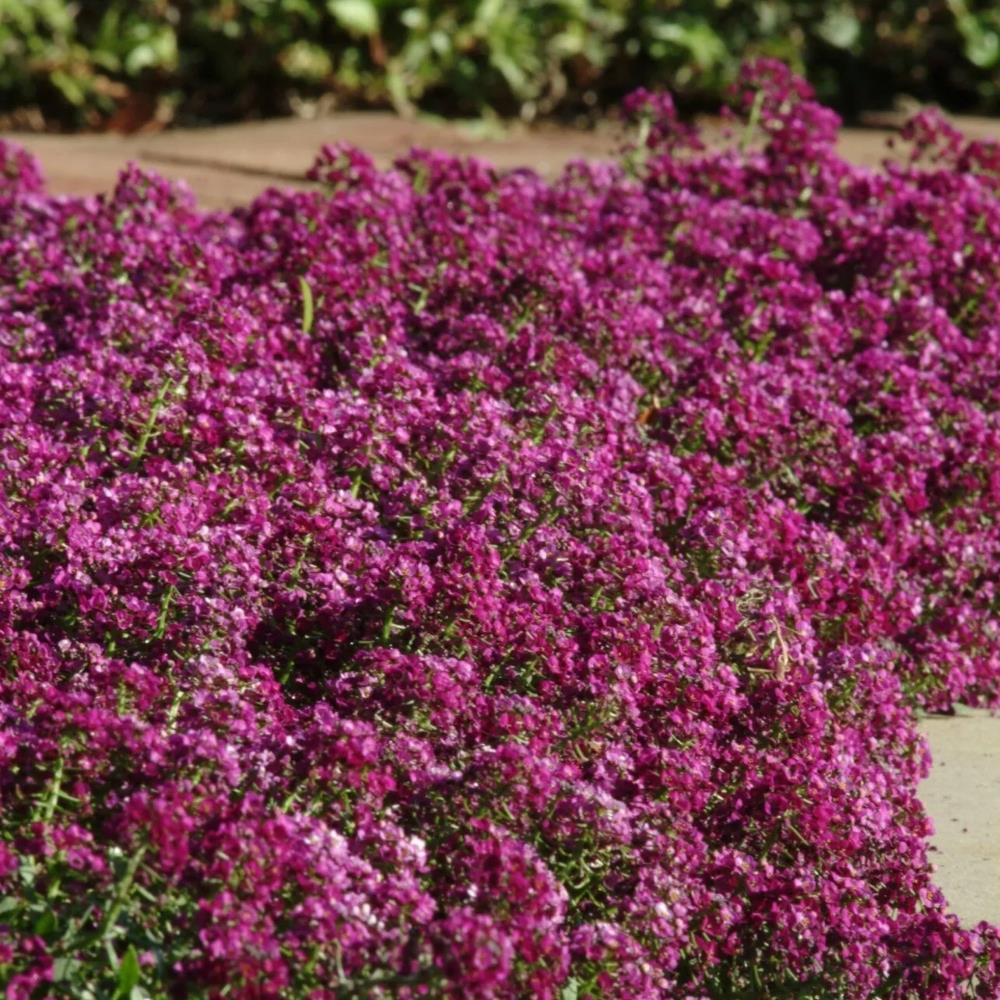 Alyssum Clear Crystal 'Purple Shades' X24