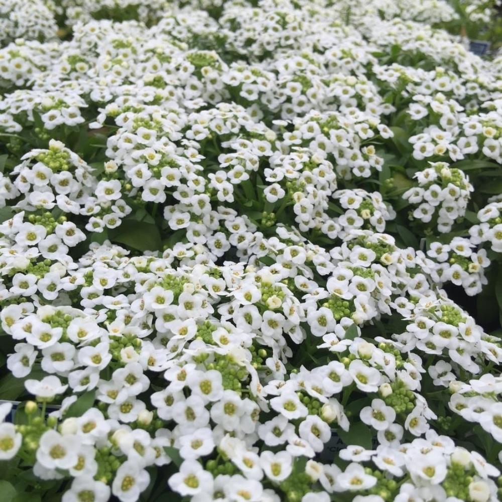 Alyssum Clear Crystal 'White' X24