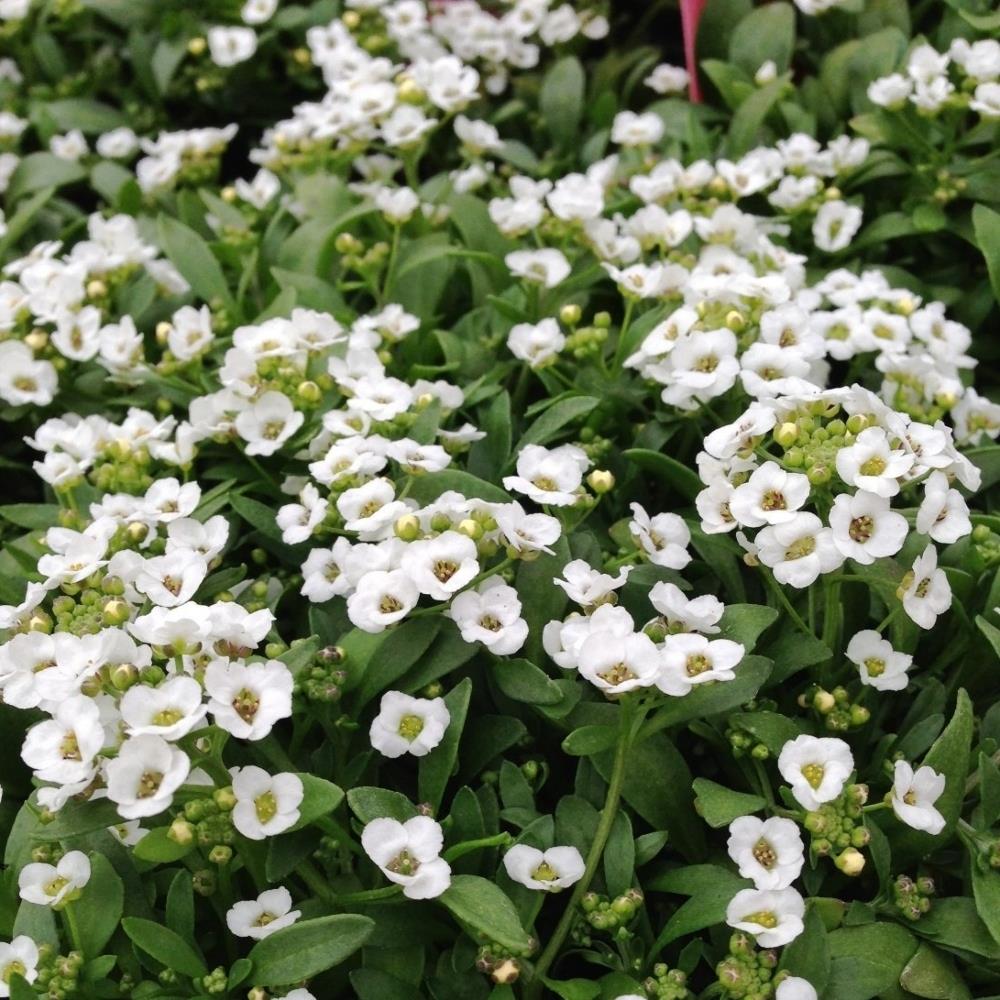 Alyssum Clear Crystal 'White' X24