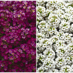 Alyssum Clear Crystal Mix X24