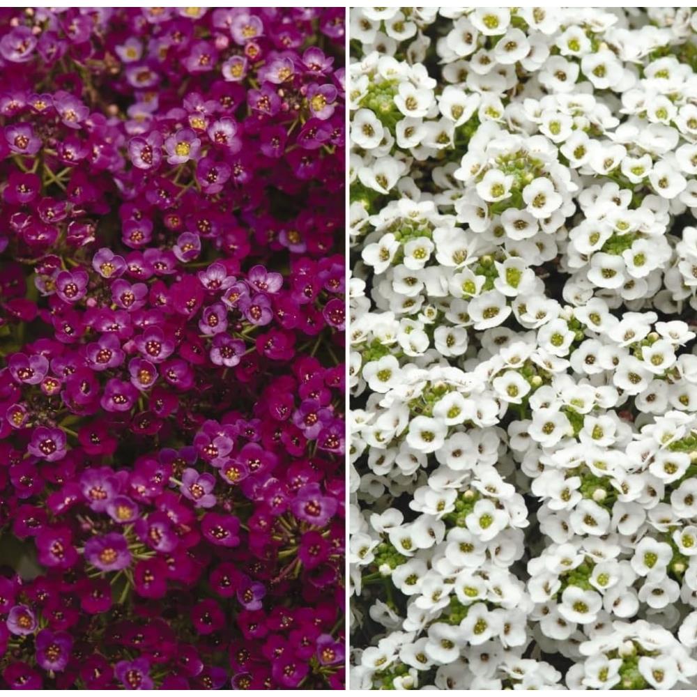 Alyssum Clear Crystal Mix X24