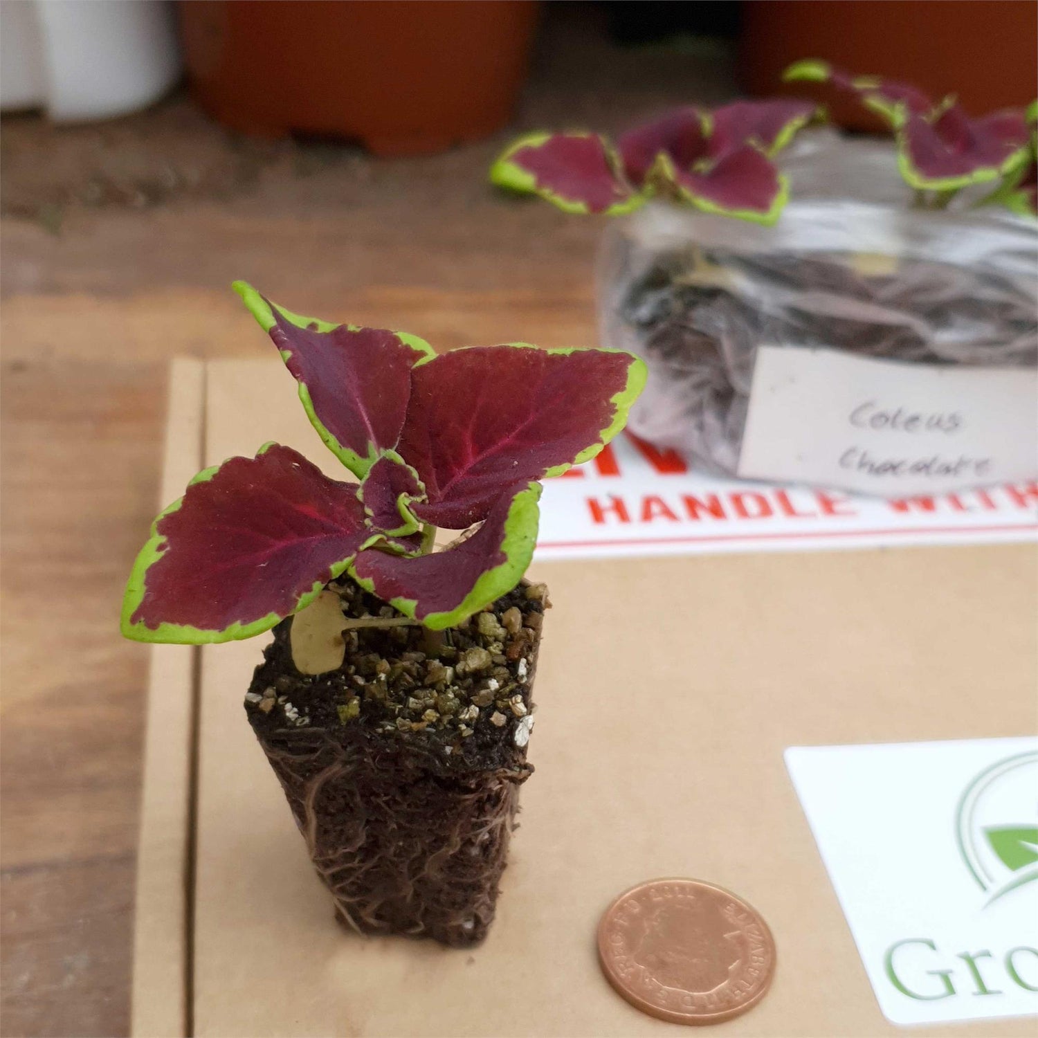 Coleus Mixed