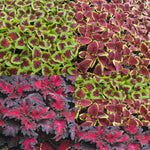 Coleus Mixed