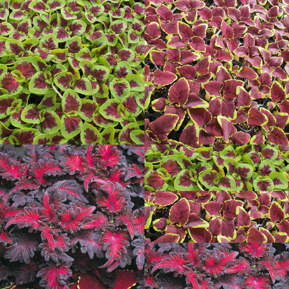 Coleus Mixed