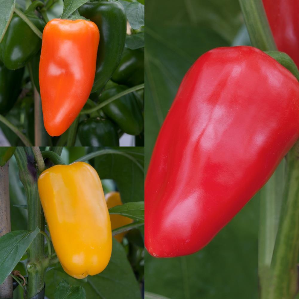 Sweet Pepper F1 'Snack Mix' X3