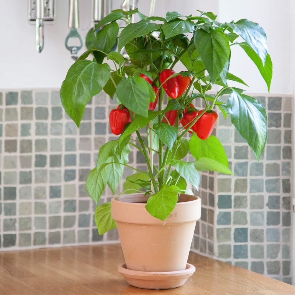 Sweet Pepper F1 'Snack Mix' X3