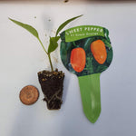Sweet Pepper F1 'Snack Mix' X3