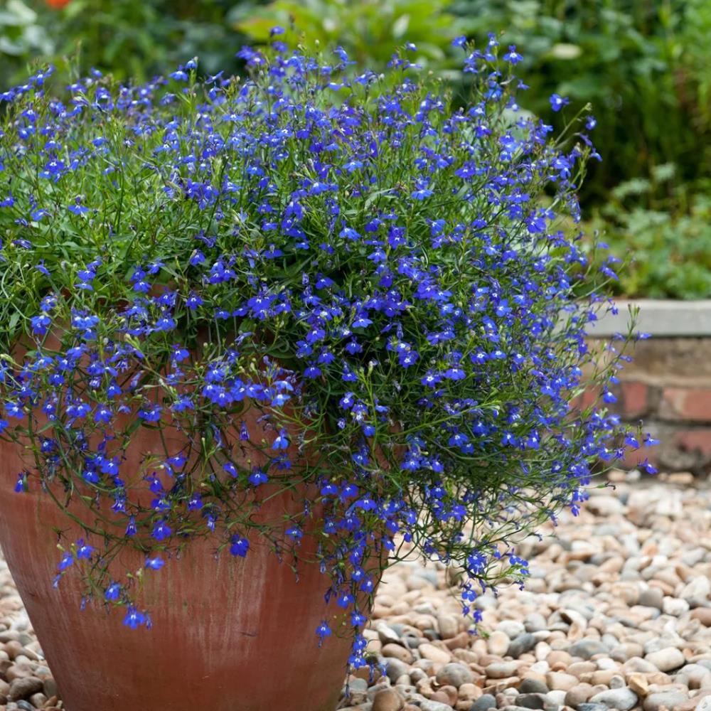 Lobelia Trailing 'Sapphire' X24