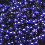 Lobelia Trailing 'Sapphire' X24