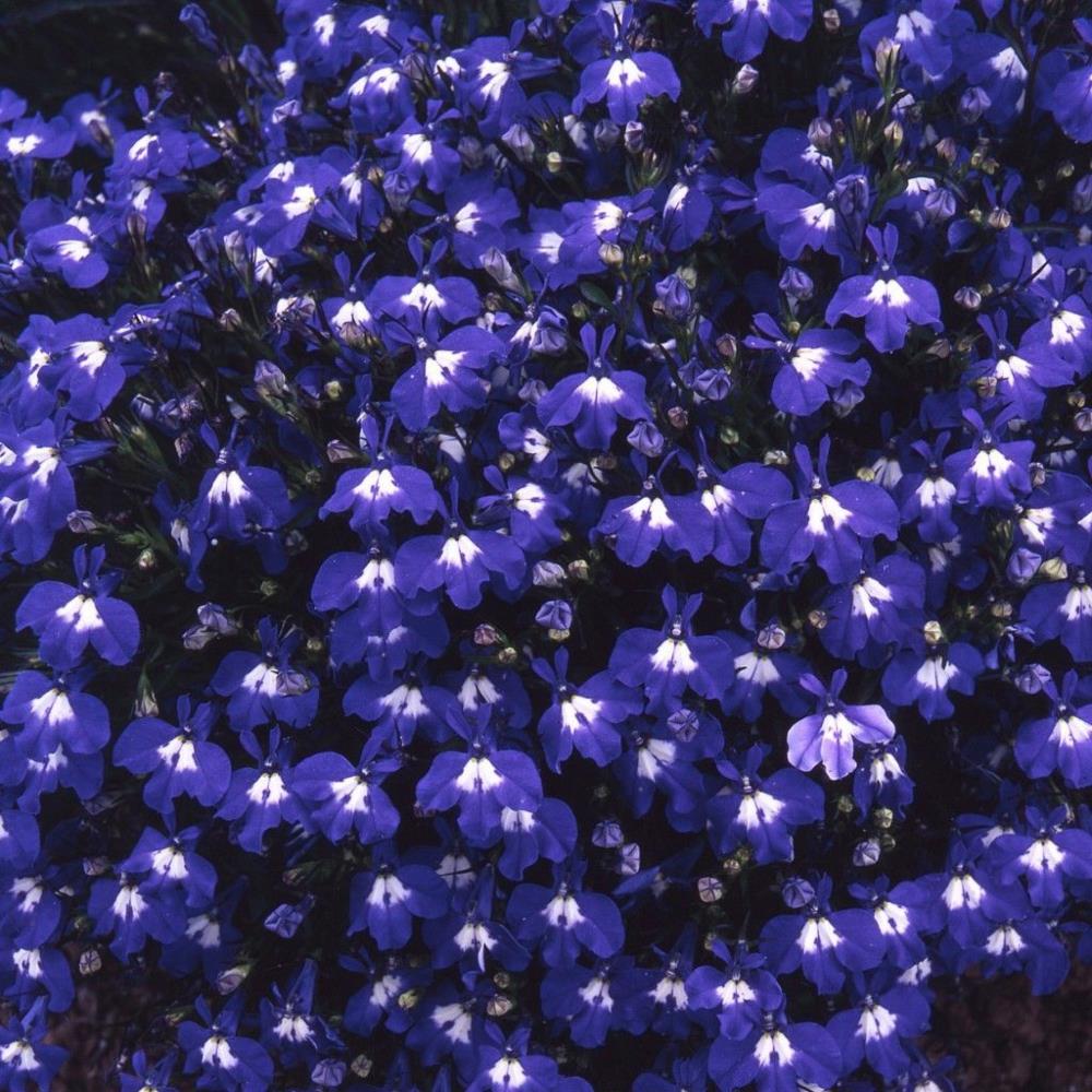 Lobelia Trailing 'Sapphire' X24