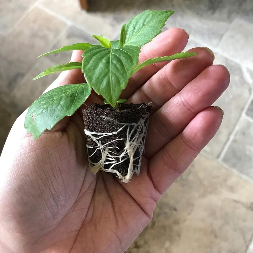 Dahlia x hortensis Lubega Power Mixed X6