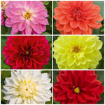 Dahlia x hortensis Lubega Power Mixed X6