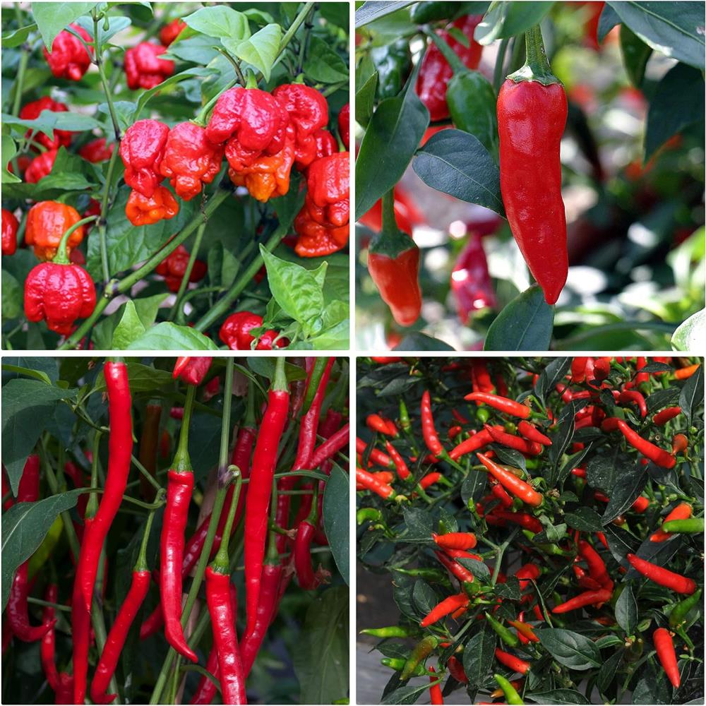 Chilli Pepper Mix X4