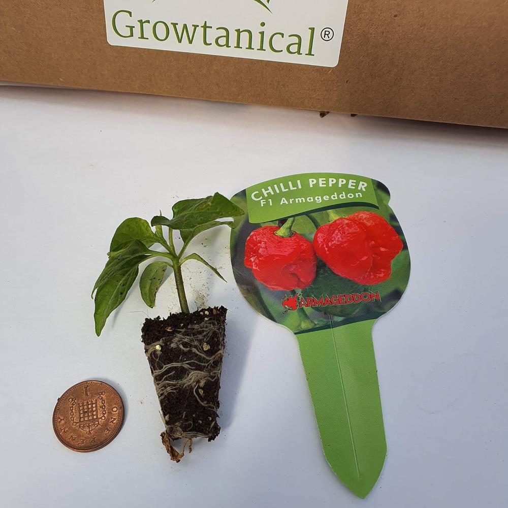 Chilli Pepper Mix X4