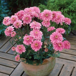 Chrysanthemum Dendranthema 'Gompie Rose' X6