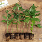 Chrysanthemum Dendranthema 'Golden Alex Bedster' X6