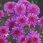 Chrysanthemum Dendranthema 'Beppie Purple' X6