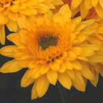 Chrysanthemum Dendranthema 'Beppie Yellow' X6