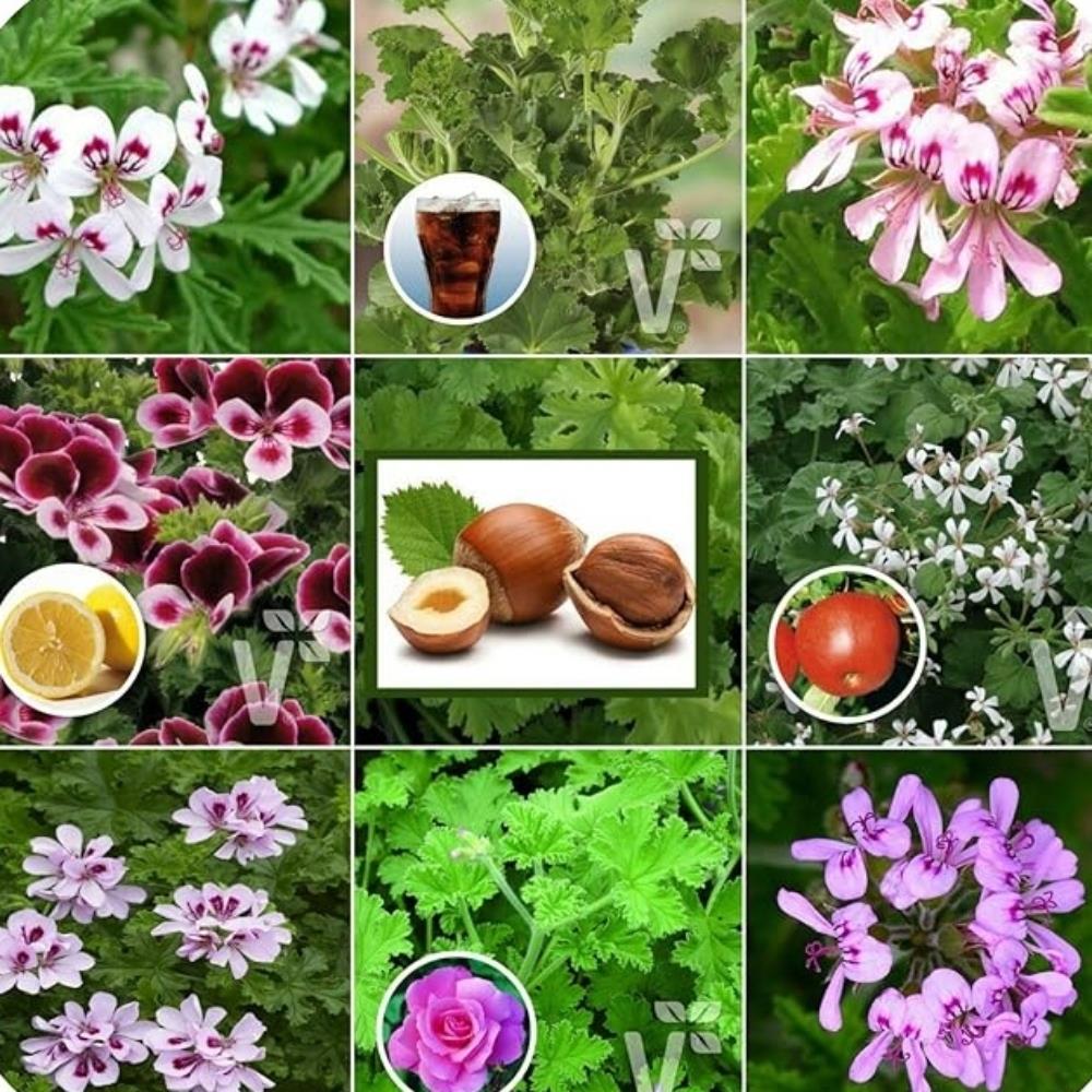 Scented Pelargonium Grandeur Odorata Mixed X5