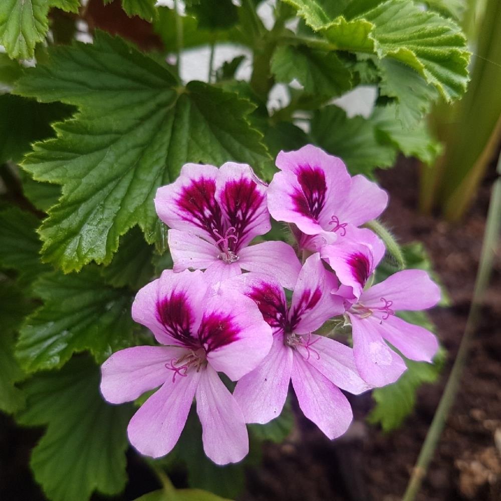 Scented Pelargonium Grandeur Odorata Mixed X5